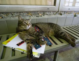 Tolik the cat has reached the rank of warrant officer in the Ministry of Emergency Situations and became a symbol of his unit.
